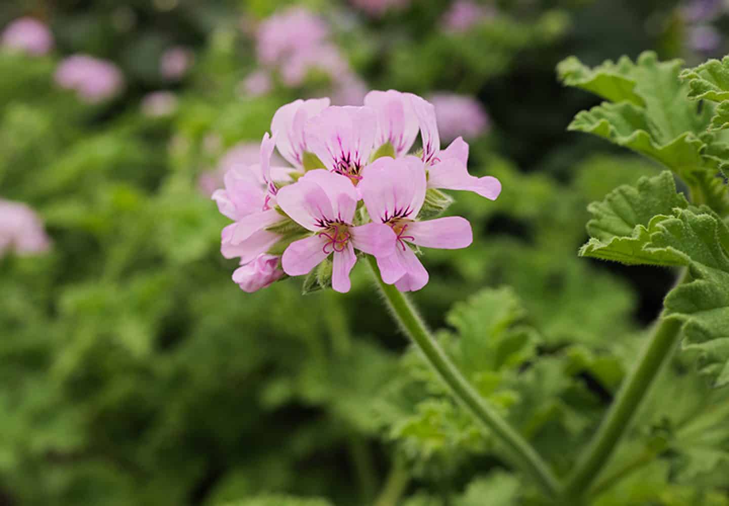 Le Migliori Piante Antizanzare: Geranio Profumato, Citronella e Incenso