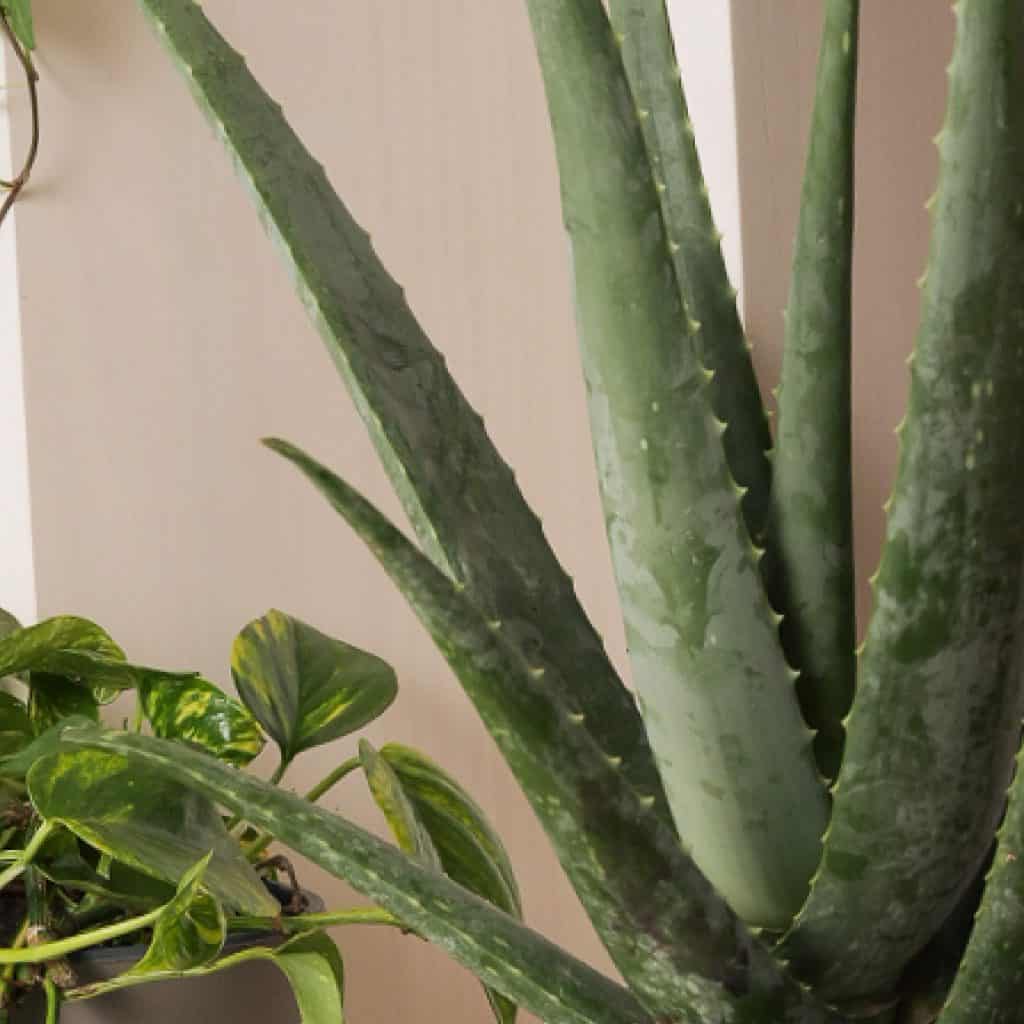 Le Piante che Purificano l'Aria in Casa: Aloe Vera, Photos, Edera
