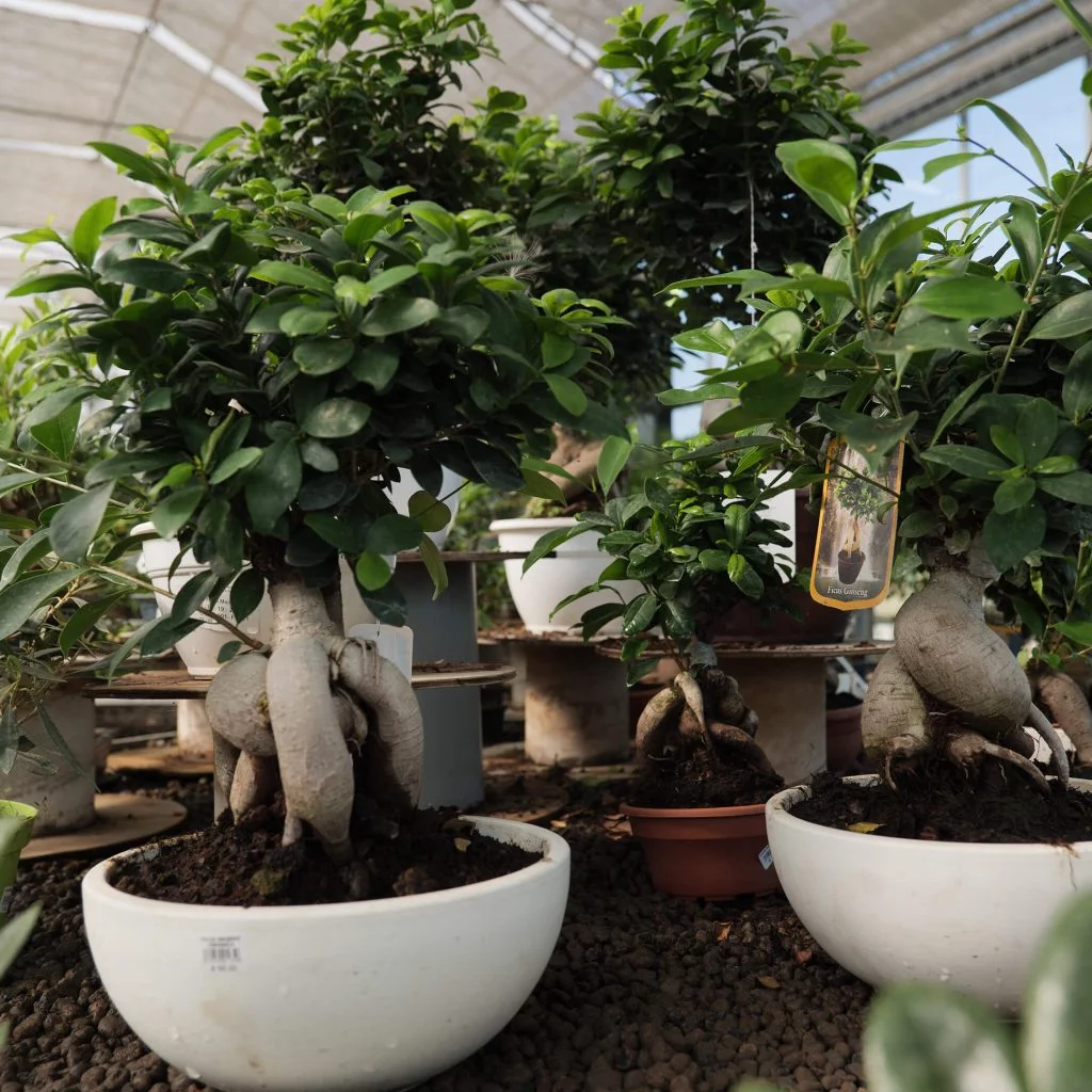Curare e Coltivare Bonsai: Guida Completa per Sviluppare la Tua Passione -  Segantini Garden Center