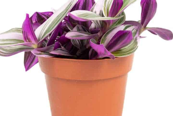 Tradescantia albiflora Nanouk