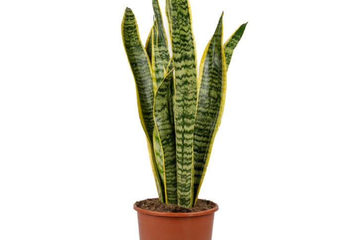 Sansevieria trifasciata