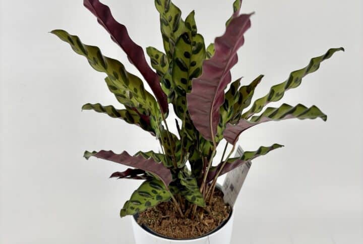 Calathea lancifolia