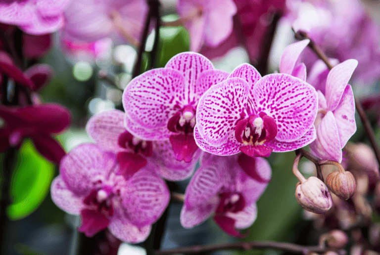 Come curare l'orchidea phalaenopsis