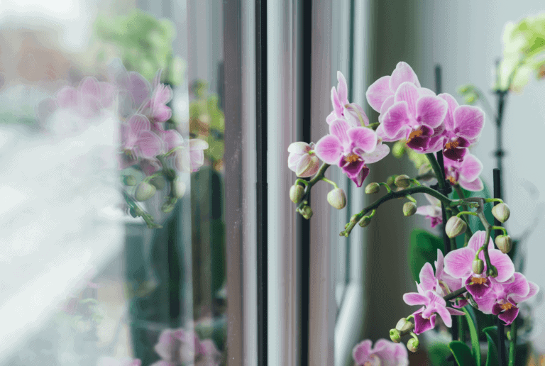 Come curare l'orchidea phalaenopsis