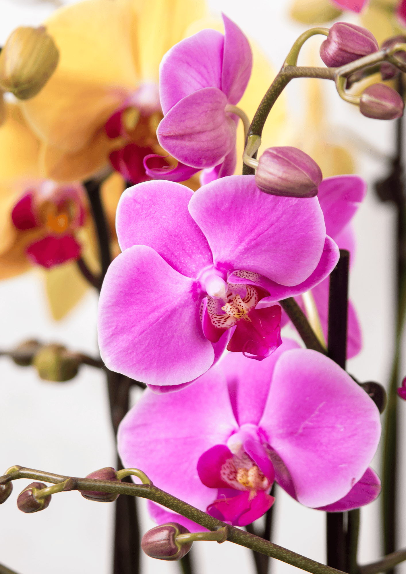 ORCHIDEA PHALAENOPSIS