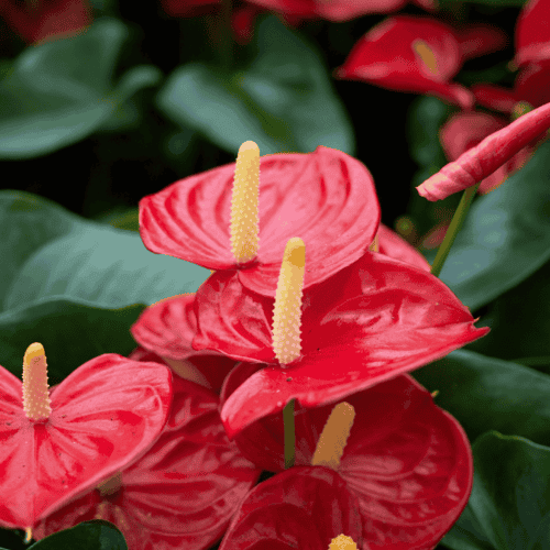 Anthurium Andreanum – come curarlo