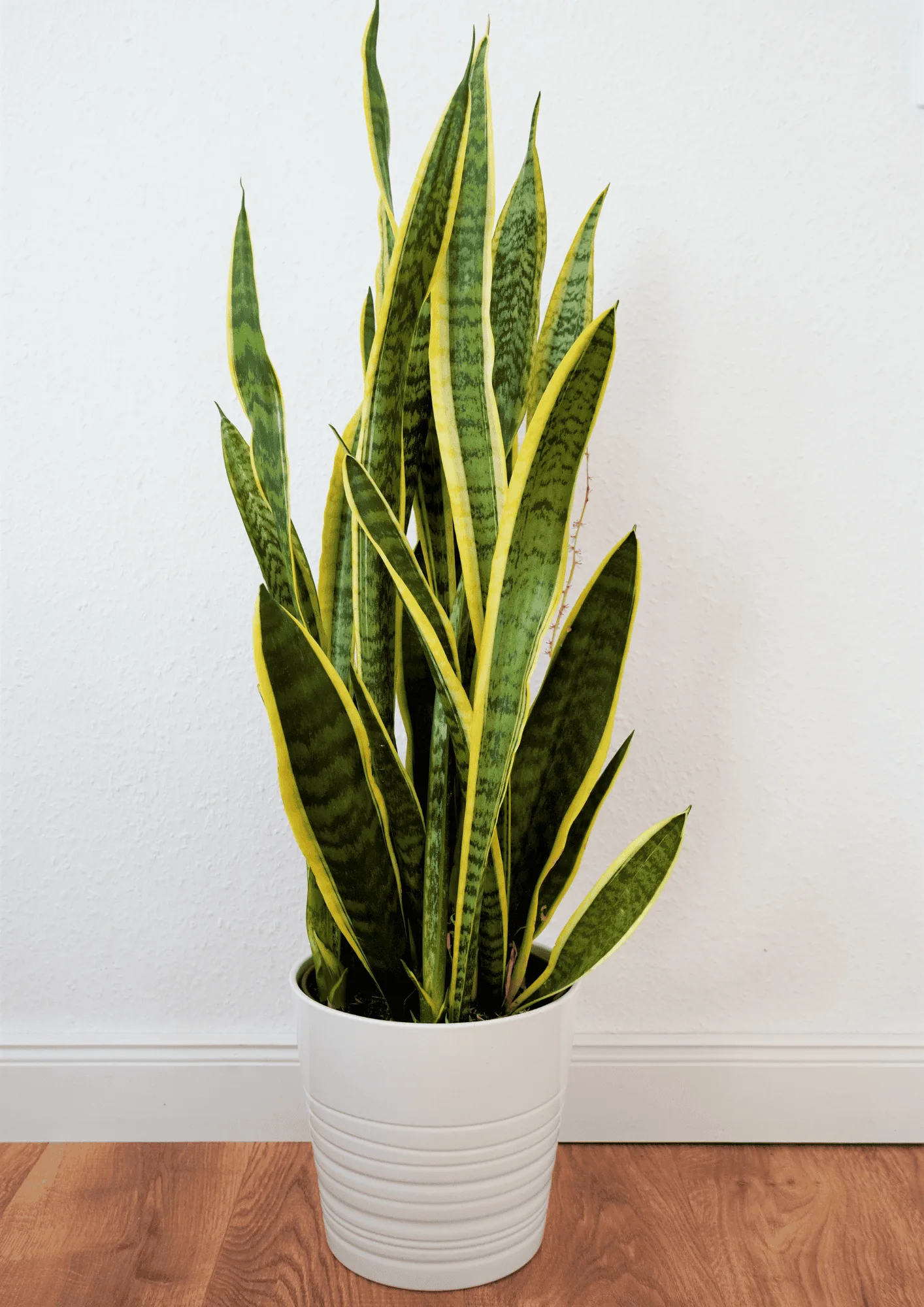 sansevieria trifasciata standort Sansevieria trifasciata 'Favorite Gold Hahnii'