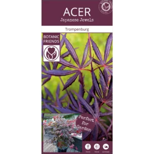 Acer palmatum ‘Trompenburg’
