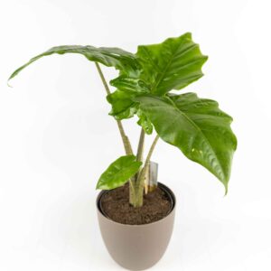 Alocasia Portodora crescita