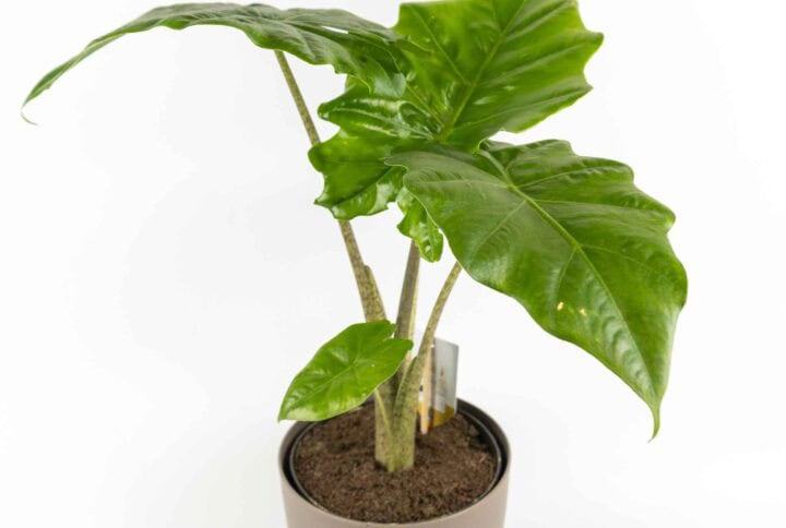 Alocasia Portodora crescita