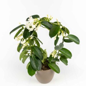 Stephanotis floribunda