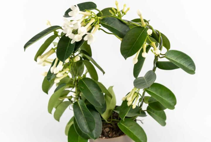 Stephanotis floribunda