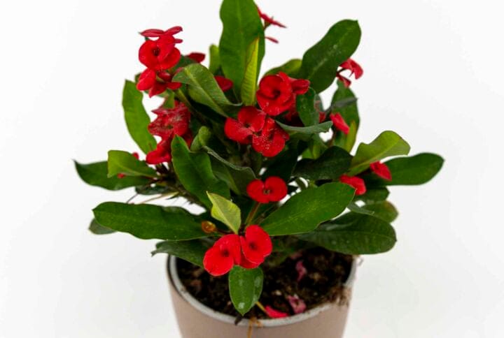 Euphorbia milii