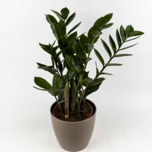 Zamioculcas