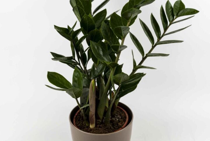 Zamioculcas