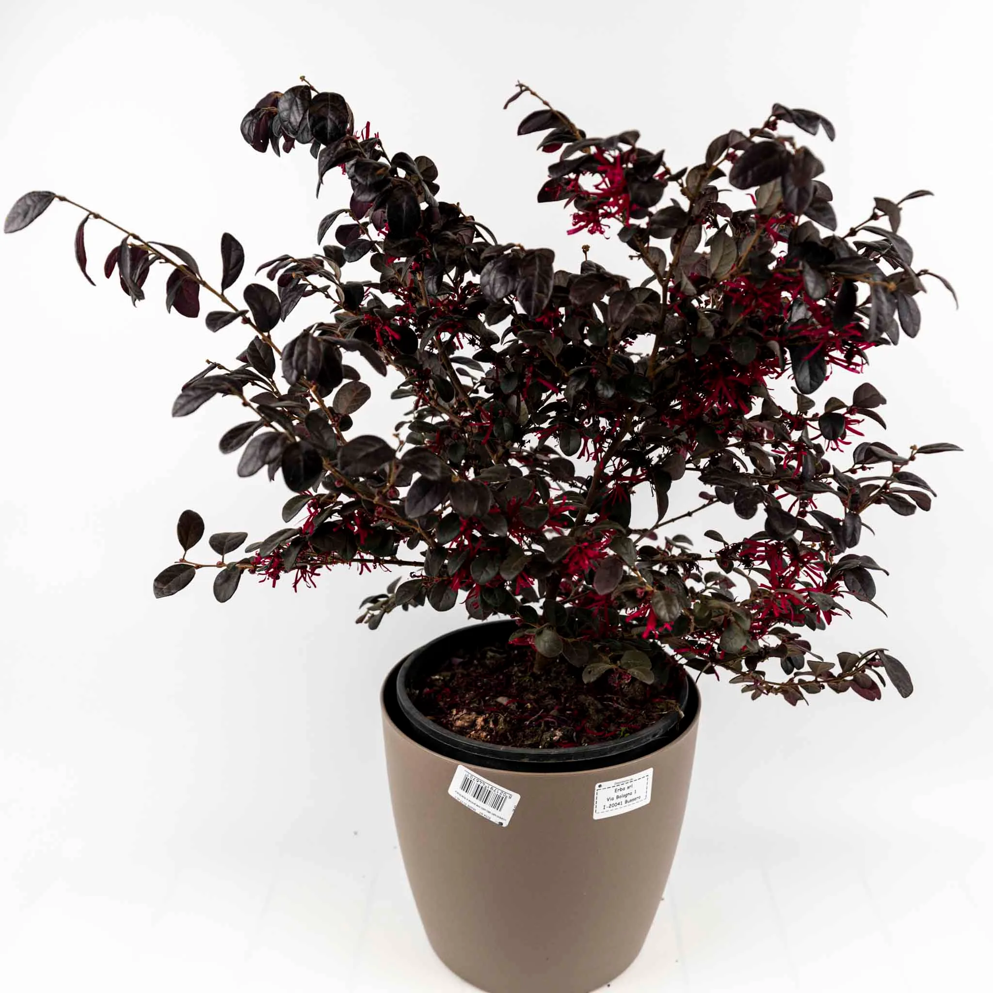 LOROPETALUM CHIN. BLACK PEARL V3LT (18 - Foto 11