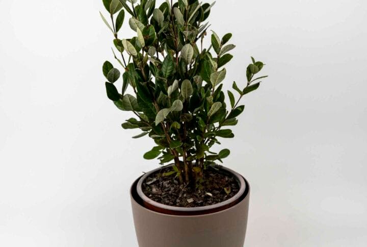 Feijoa Sellowiana