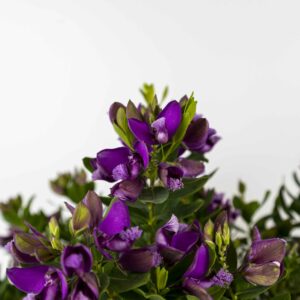 Polygala Myrtilifolia