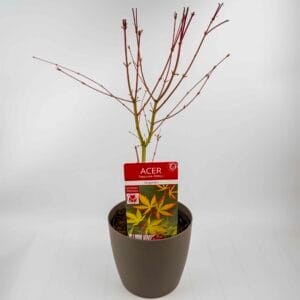 Acer palmatum ‘Sangokaku’