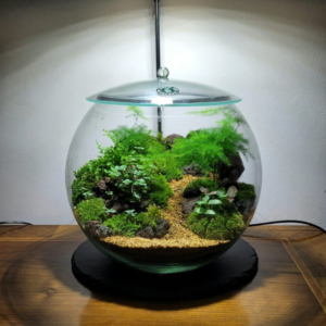 Terrarium workshop botanico Segantini Green Passion vivaio Arezzo Castiglion Fiorentino