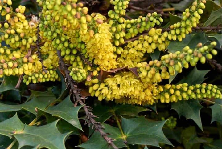 Mahonia x media ‘Charity’