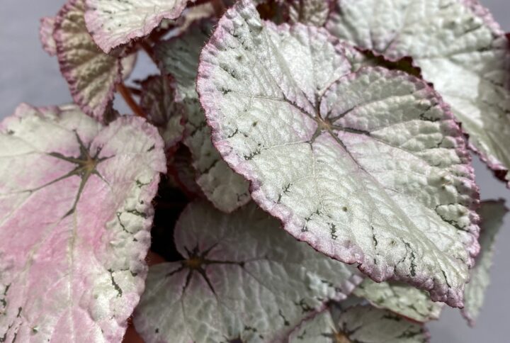 Begonia Beleaf