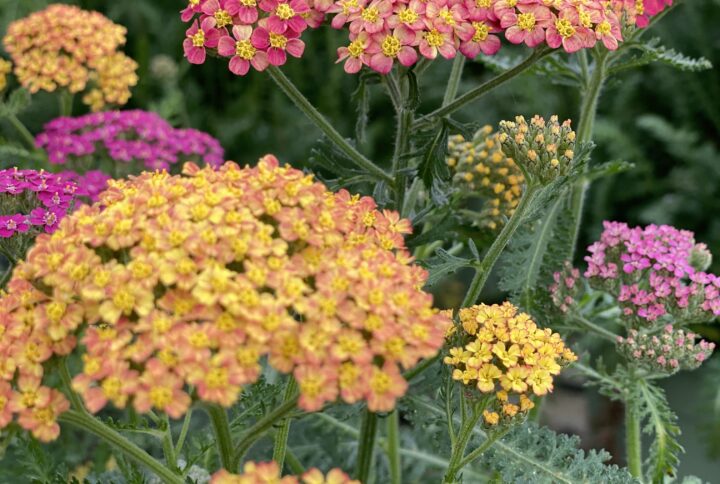 Achillea millefolium