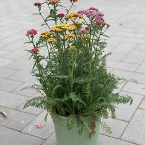 Achillea millefolium