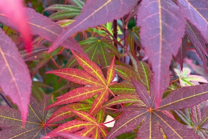Acer palmatum 'Atropurpureum'