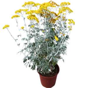 Cineraria marittima