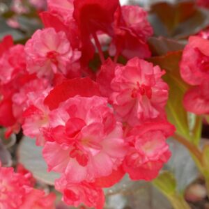 Begonia gigante fiore doppio Garden Segantini Green Passion Vivaio Arezzo Castiglion Fiorentino