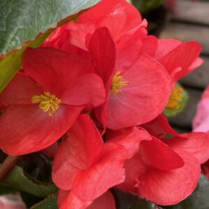 Begonia gigante fiore scempio Garden Segantini Green Passion Vivaio Arezzo Castiglion Fiorentino