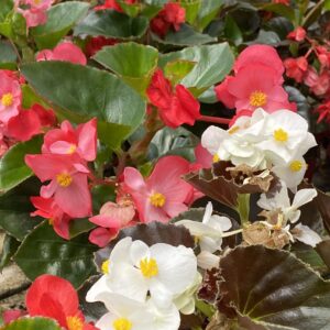 Begonia gigante fiore rosso rosa bianco Garden Segantini Green Passion Vivaio Arezzo Castiglion Fiorentino