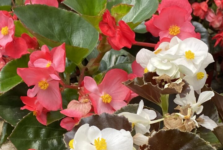 Begonia gigante fiore rosso rosa bianco Garden Segantini Green Passion Vivaio Arezzo Castiglion Fiorentino