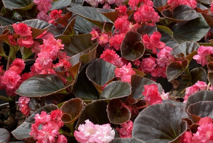 Begonia gigante fiore doppio Garden Segantini Green Passion Vivaio Arezzo Castiglion Fiorentino