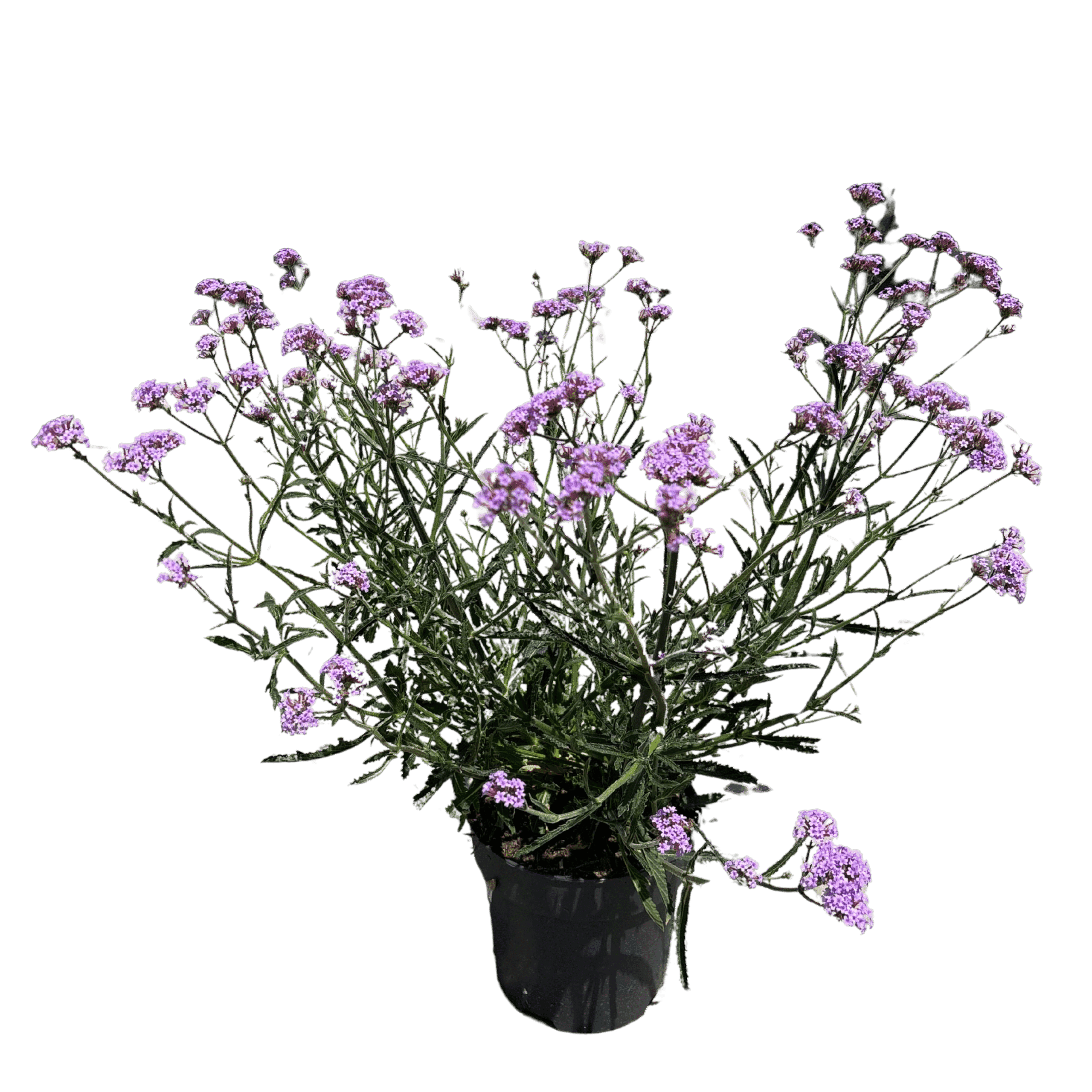Verbena Bonariensis