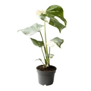 Monstera Thai Constellation