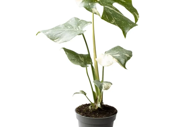 Monstera Thai Constellation