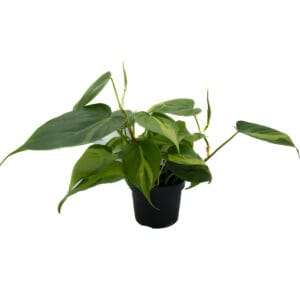 Philodendron Scandens Brazil