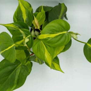 Piante per la tua casa