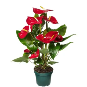 Anthurium Andreanum 'Nevada'