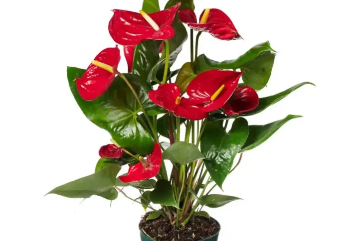 Anthurium Andreanum 'Nevada'