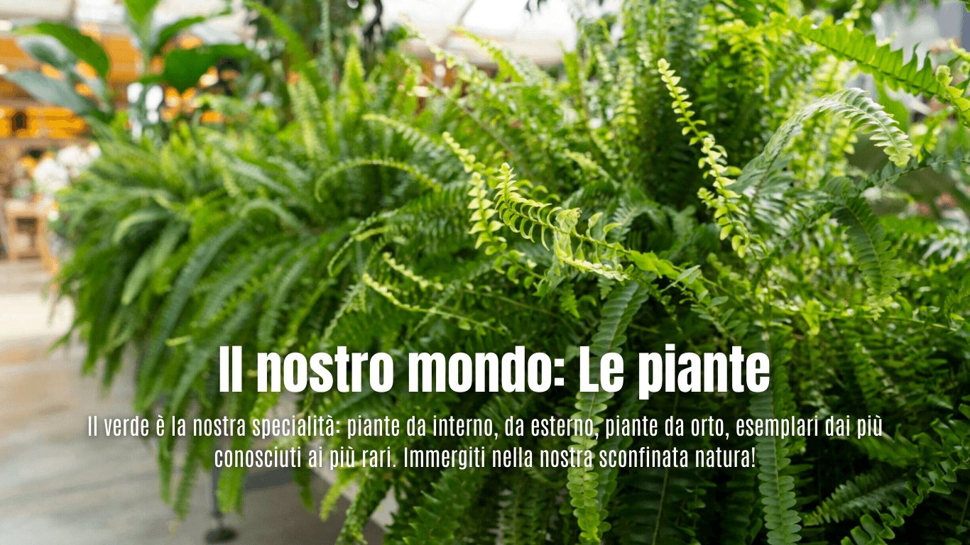Piante per la tua casa 4