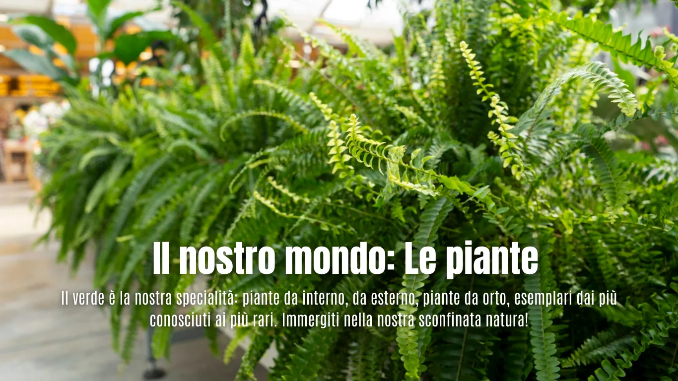 Piante per la tua casa 4